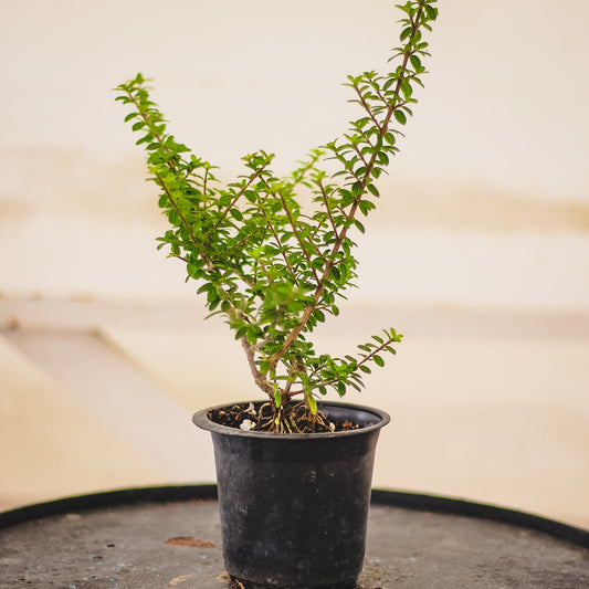 Carmona Mycrophylla - Moujean Tea Plant