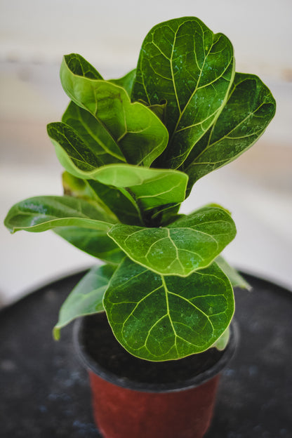 Ficus Lyrata Bambino (Dwarf Fiddle-Leaf Fig)