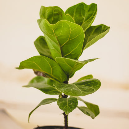 Ficus Lyrata Bambino (Dwarf Fiddle-Leaf Fig)